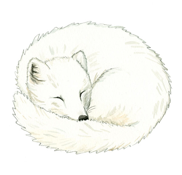 Ritskolan i Panda Planet, WWF, fjällräv
