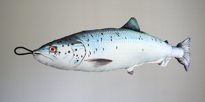 blanklax, Salmo salar