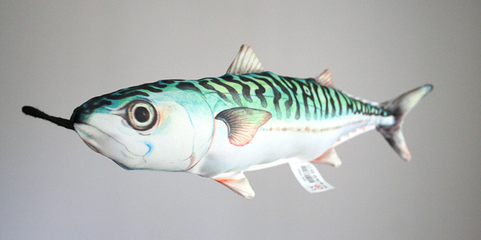 Makrill, Scomber scombrus