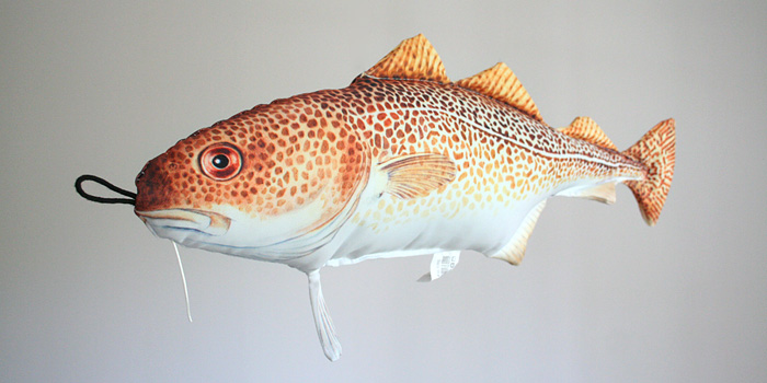 Torsk, Gadus morhua