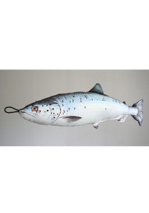 blanklax, Salmo salar