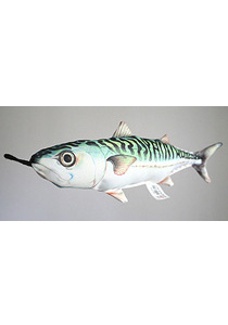 Makrill, Scomber scombrus