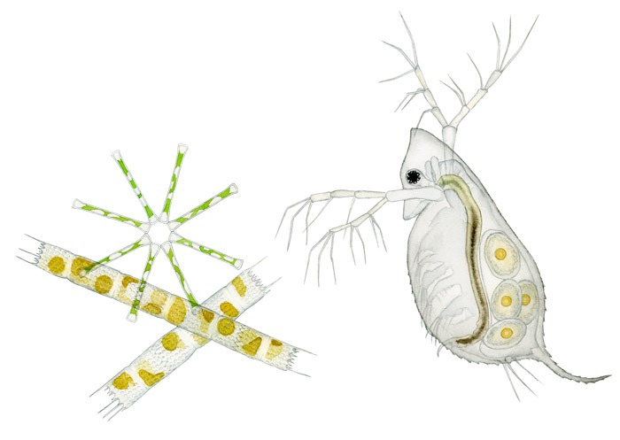 plankton