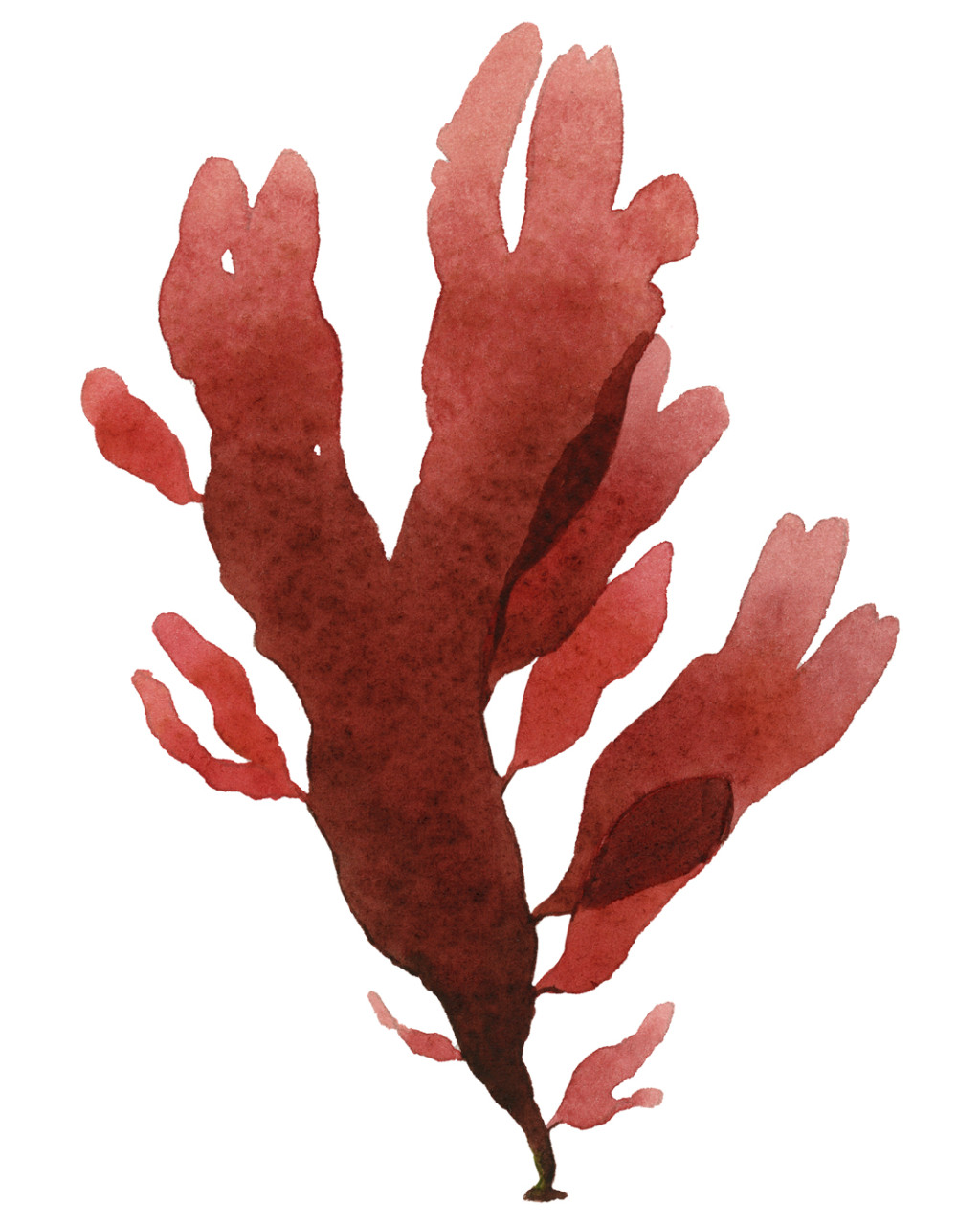 Palmaria palmata