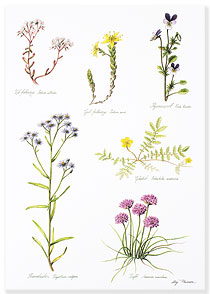 Kustflora